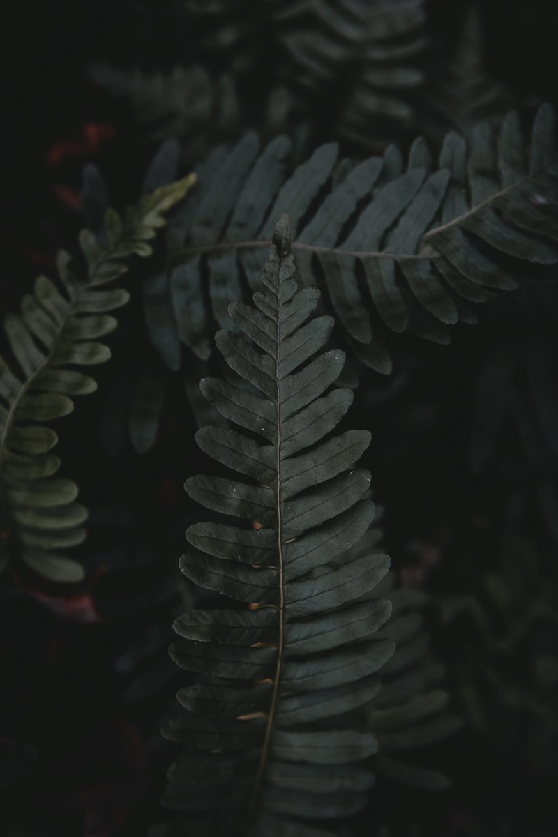 leaf fern plant and dark hd, 4k