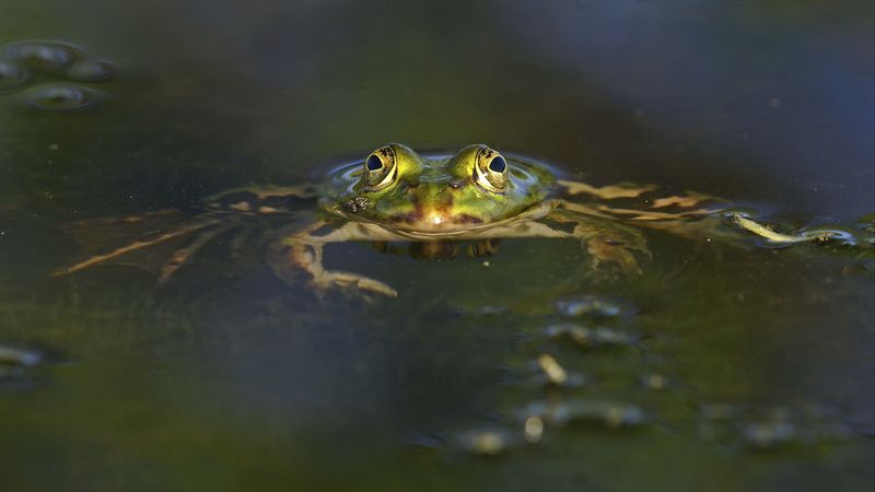 frog, pond, eyes, water, 4k