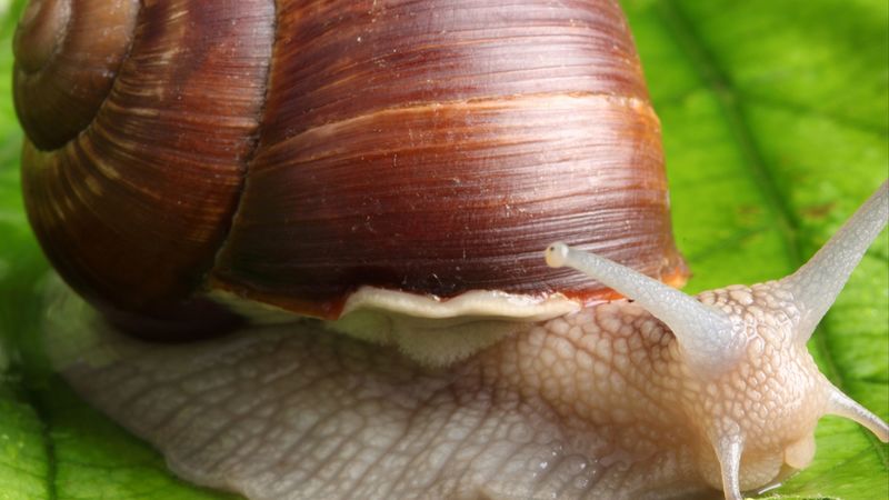 snail, leaf, mustache, green background, 4k