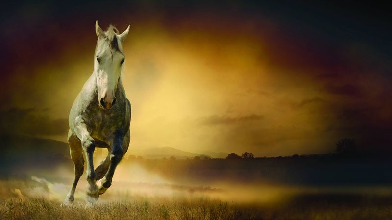 horse, freedom, night, field, 4k