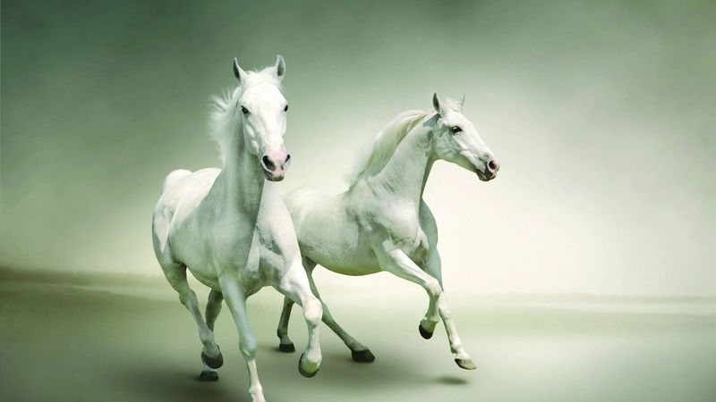 horse, running, couple, 4k