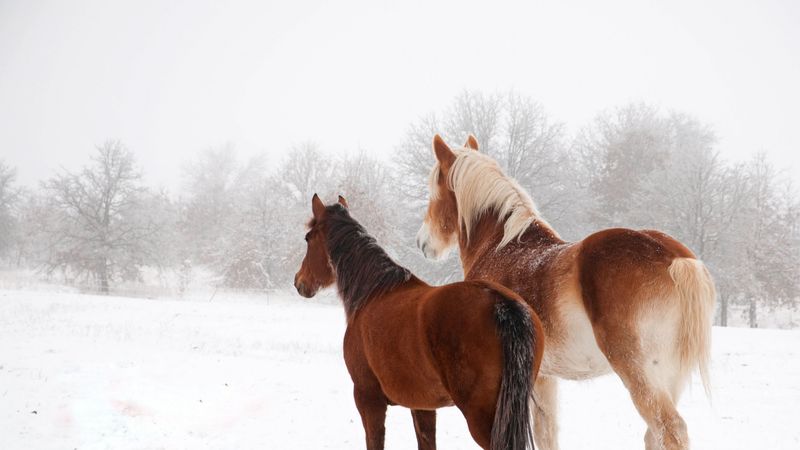 horse, winter, snow, couple, 4k