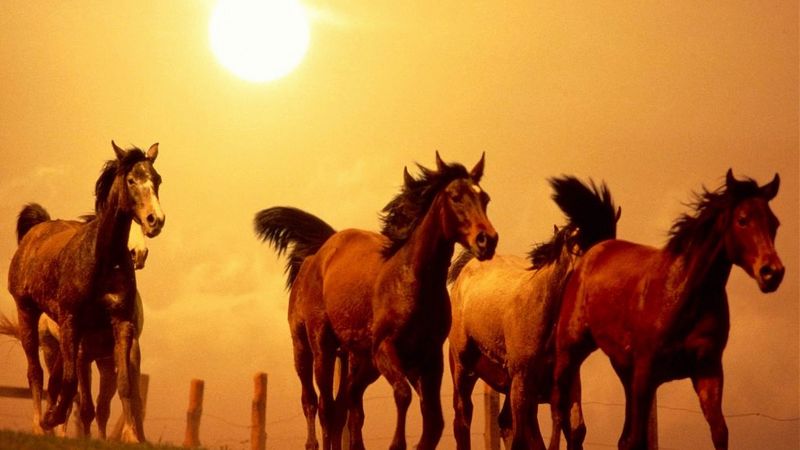 horse, running, sunset, 4k