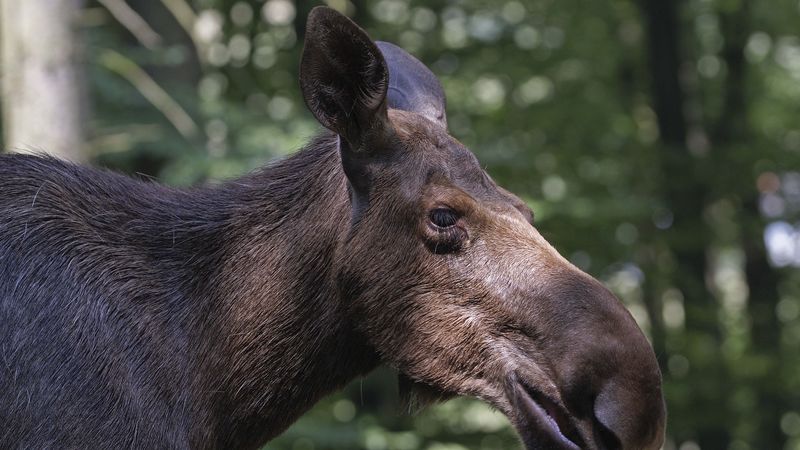 elk, forest, reflections, face, profile, 4k