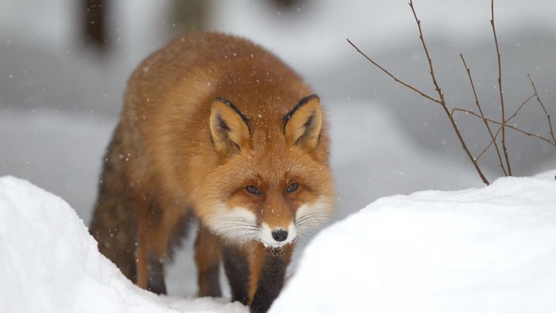 fox, snow, forest, winter, 4k