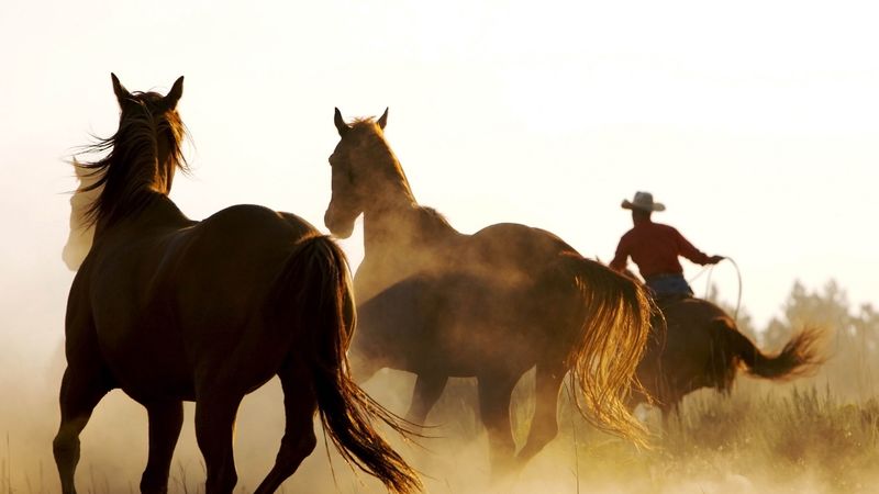 horse, cowboy, lasso, 4k