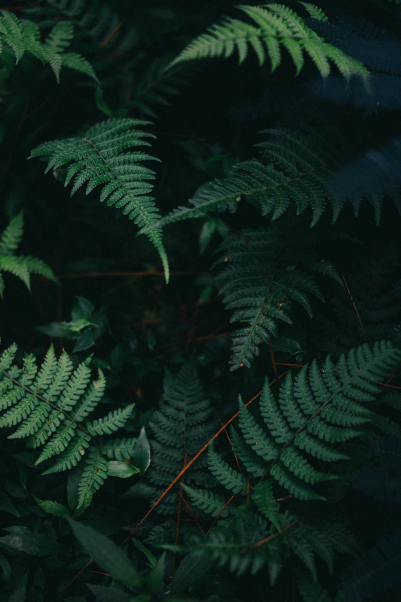 leaf fern dark and garden hd, 4k
