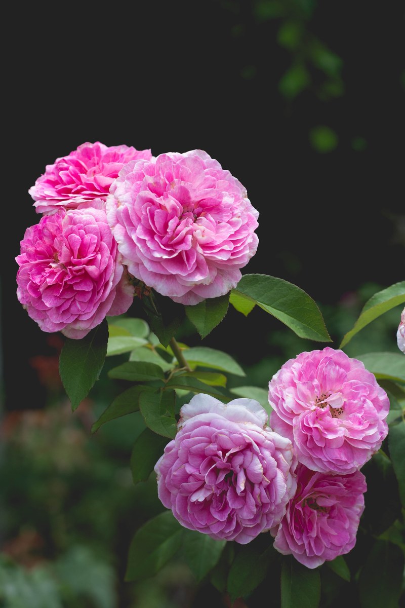 round pink flowers in bloom, charming pink flowers 4k