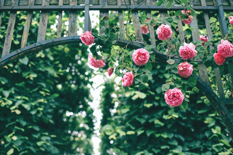 a rose bush with blooming pink flowers climbing on a green wooden arch, rose arch 4k