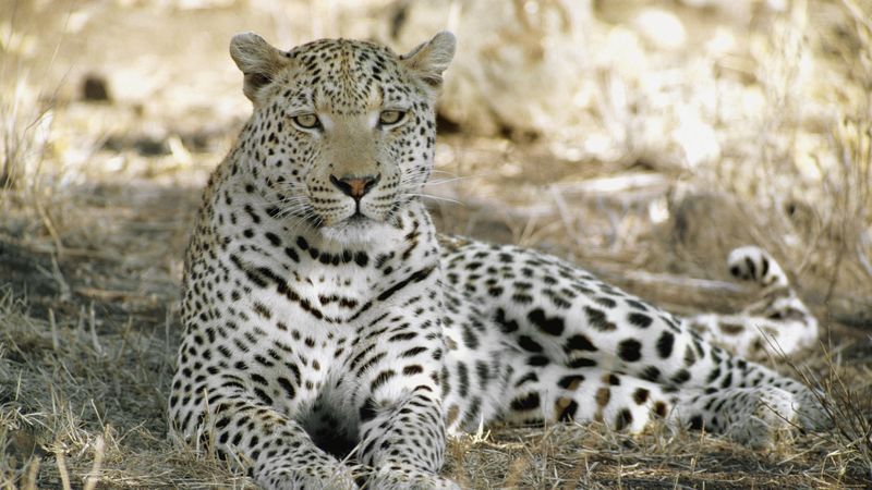 leopard, africa, shade, rest, predator, 4k