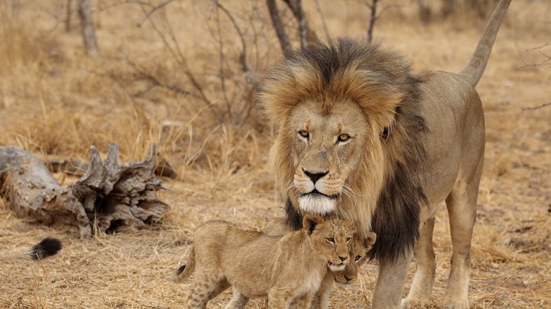 lion, male, lion cubs, family, africa, predators, 4k