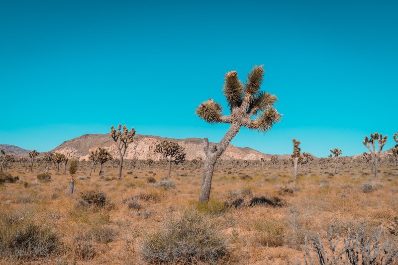 hot summer day in the desolate desert of joshua tree, joshua tree 4k