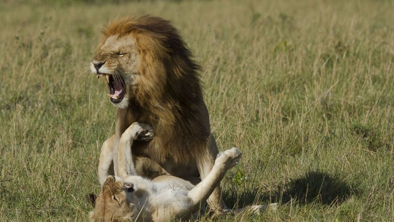 lion, lioness, affection, love, predators, 4k