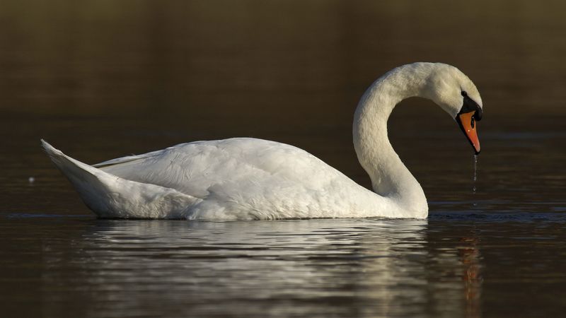 swan, water, bird, 4k
