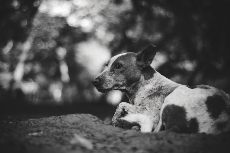 dog pet canine and black and white 4k