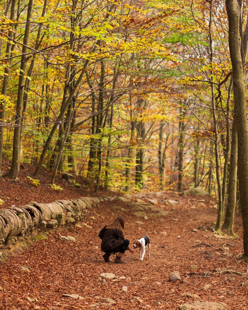 walks with the dog in perfect autumn 4k