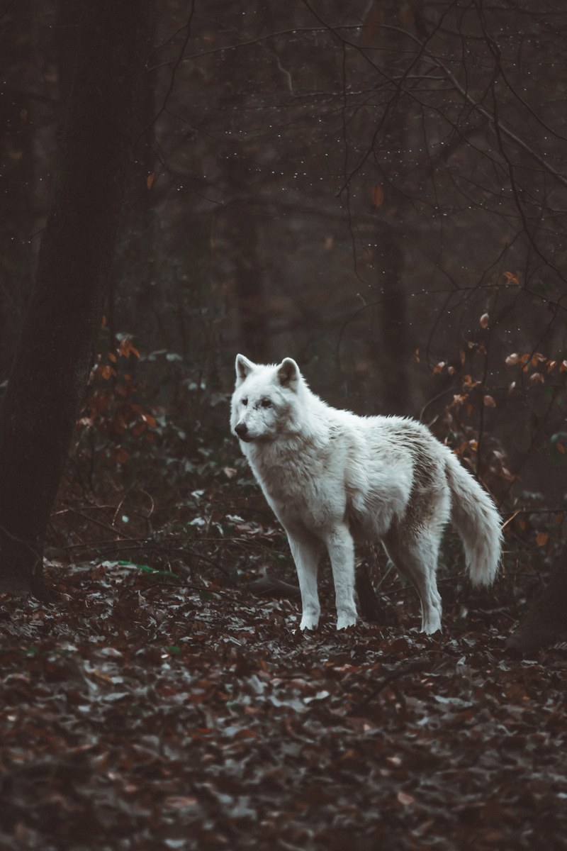 dog animal white and pet hd, 4k