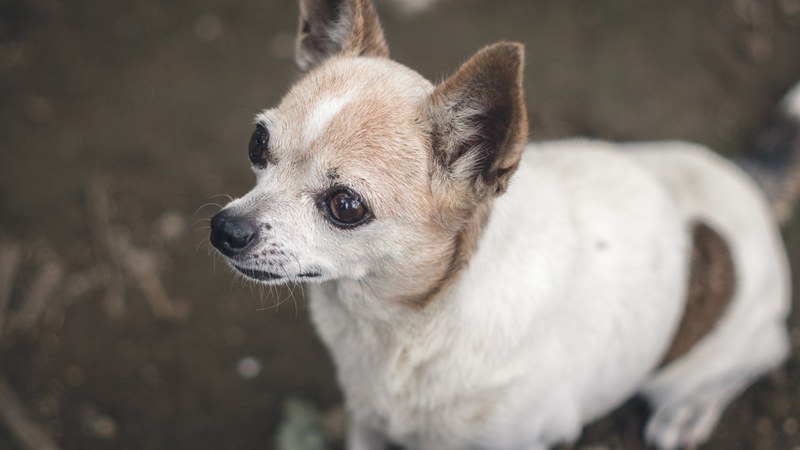 dog tiny eyes and canine 4k