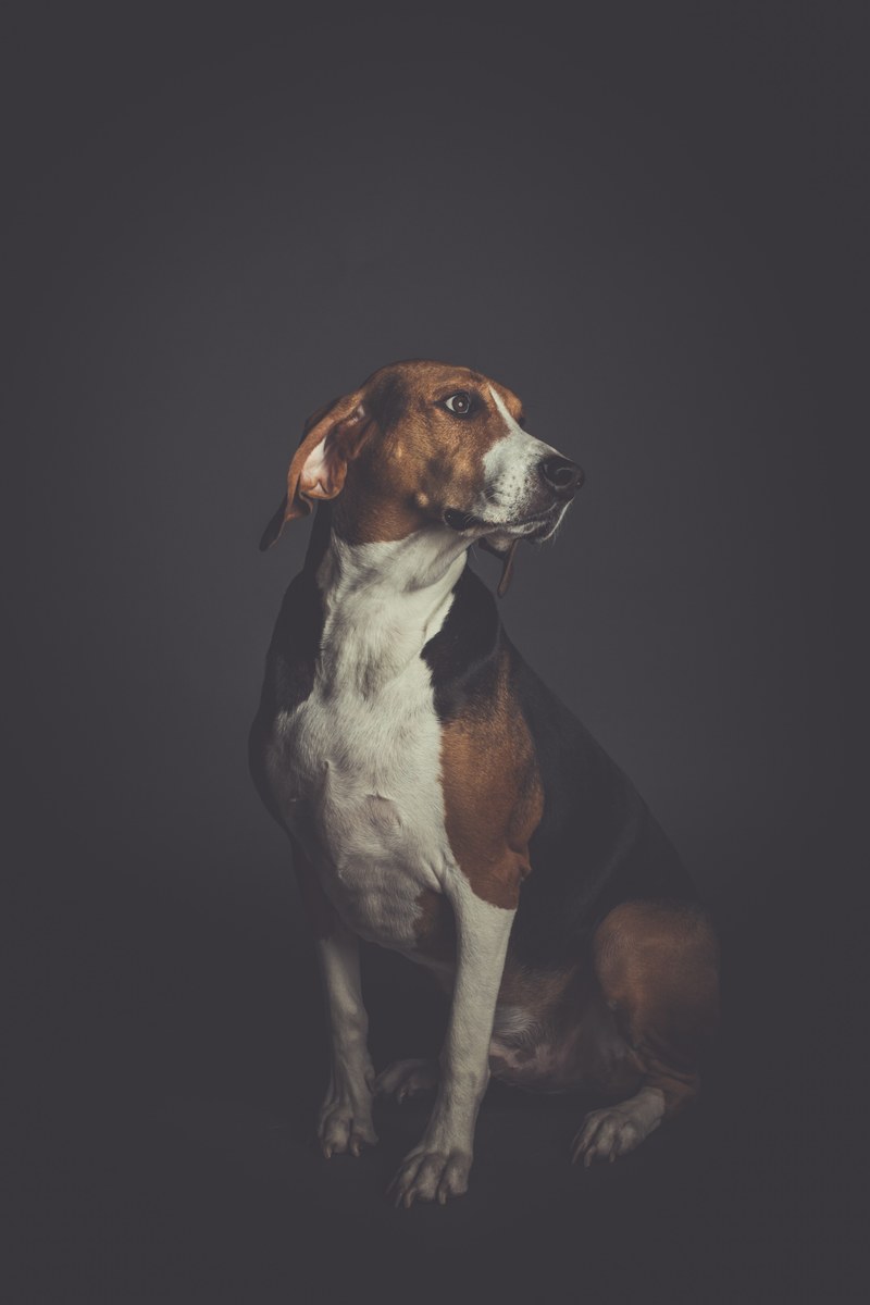 dog pet canine and portrait hd, 4k