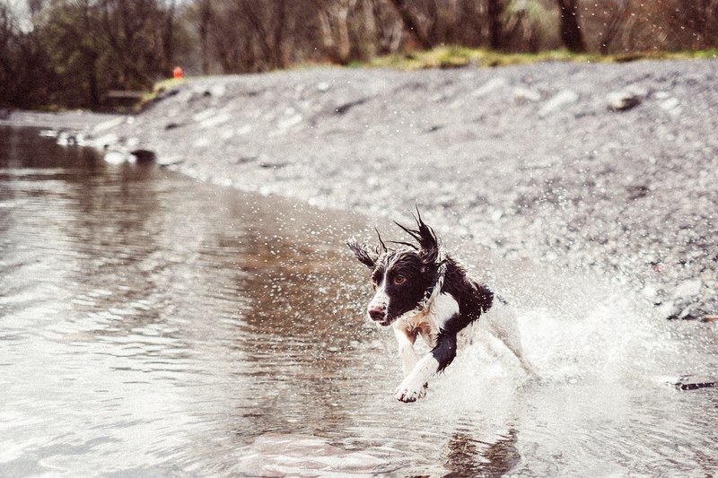 a dog running through the water in wales, dog running in water 4k