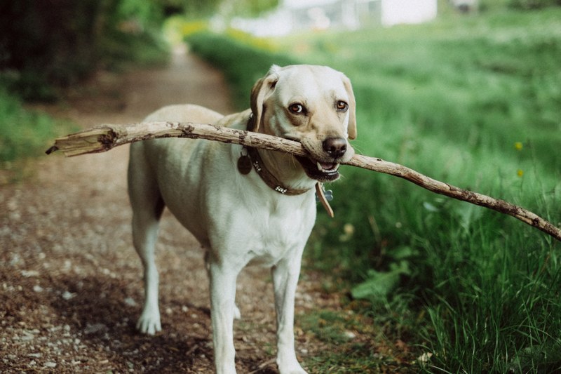 dog animal walk and pet 4k