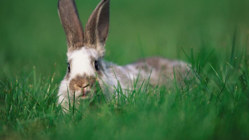 rabbit, ears, grass, hide and seek, 4k