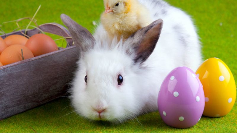rabbit, chicken, eggs, easter, friendship, 4k