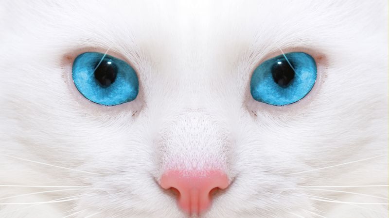 beautiful, white cat, kitten, close-up, 4k