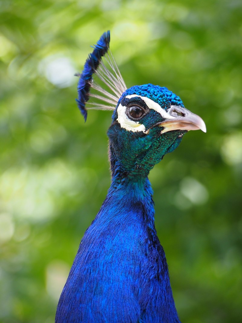 zoo peacock head animal feather bird 4k