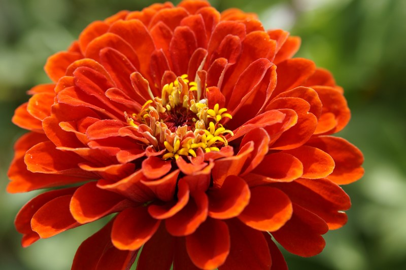 zinnia blossom bloom flower orange flower garden 4k