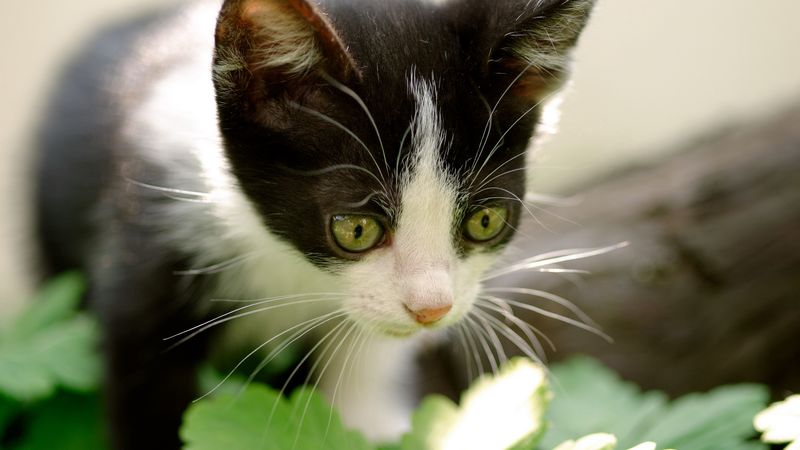kitten, nature, curiosity, 4k