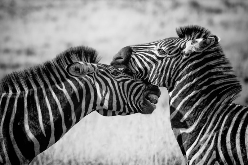 zebra wildlife africa safari wild nature mammal 4k