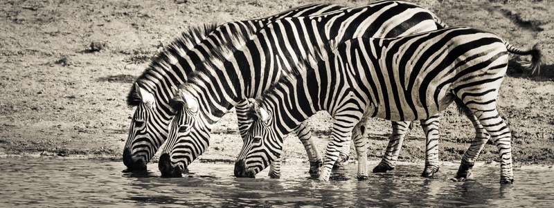 zebra safari wildlife savanna nature monotone 4k