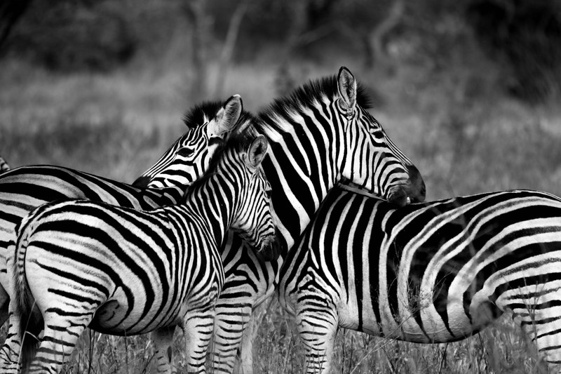 zebra wildlife africa animal photography standing 4k