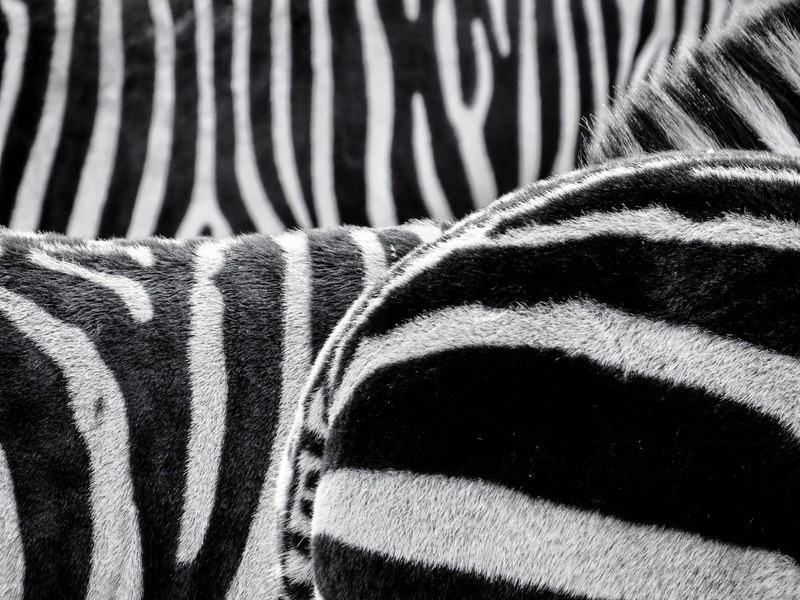 zebra zebra crossing animals black and white 4k