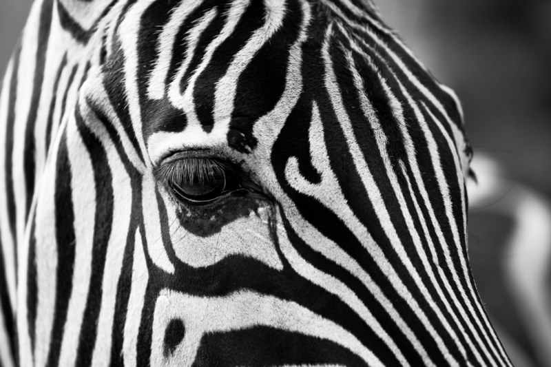 zebra stripes black and white zoo animals 4k