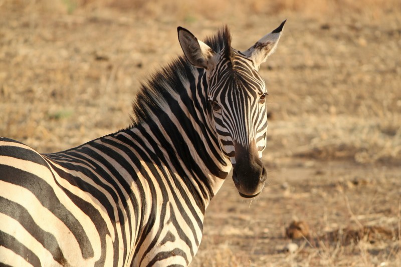 zebra zebra crossing wild animal safari tanzania 4k
