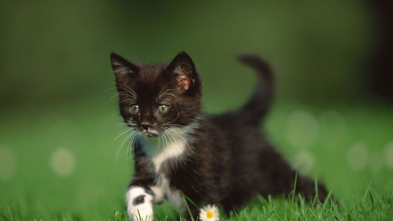 kitten, grass, walk, legs, daisy, 4k