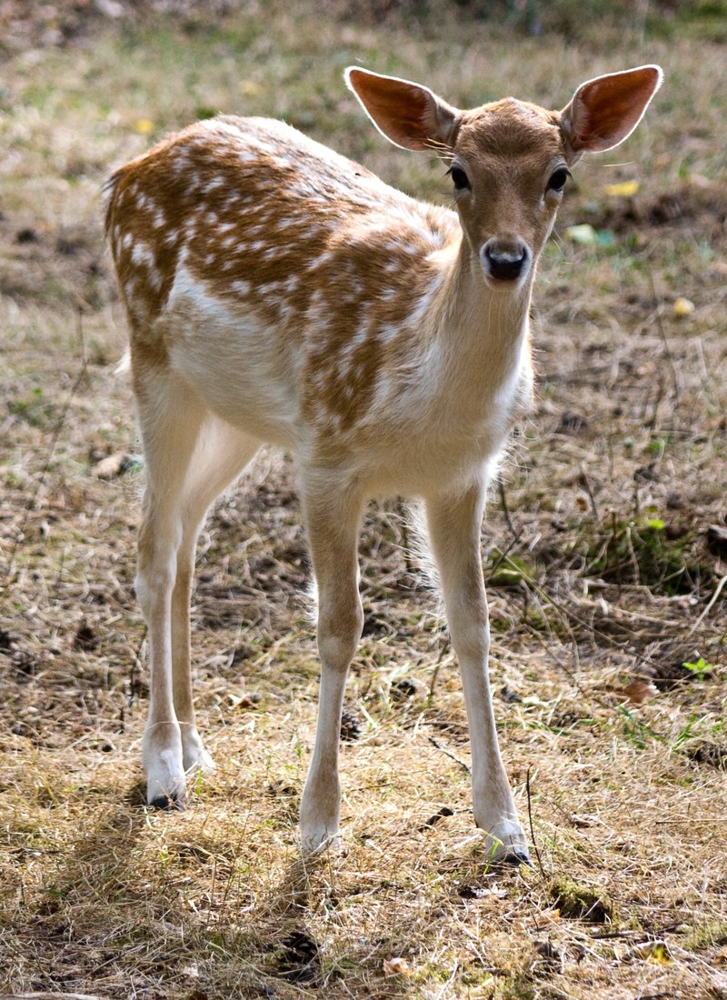 young fallow deer kitz fallow deer fur stains 4k