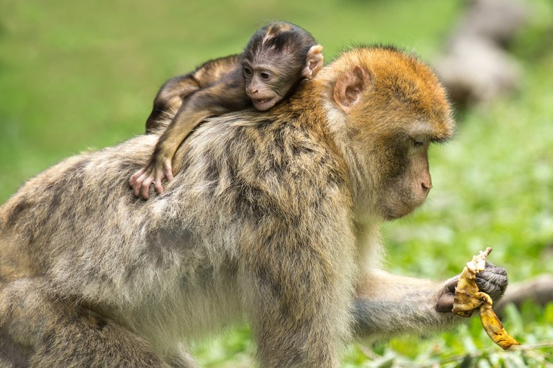 young animal monkey barbary ape mammal äffchen 4k