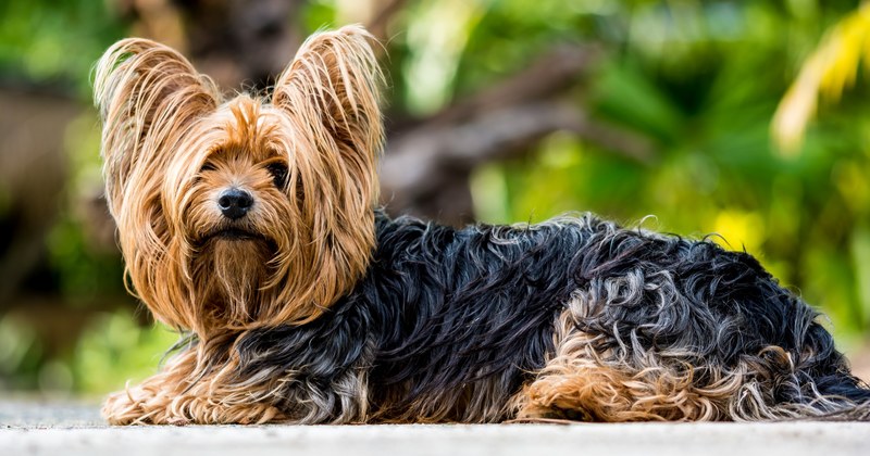 yorkshire terrier terrier dog small dog fur 4k