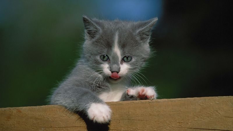 kitten, fence, tongue, 4k