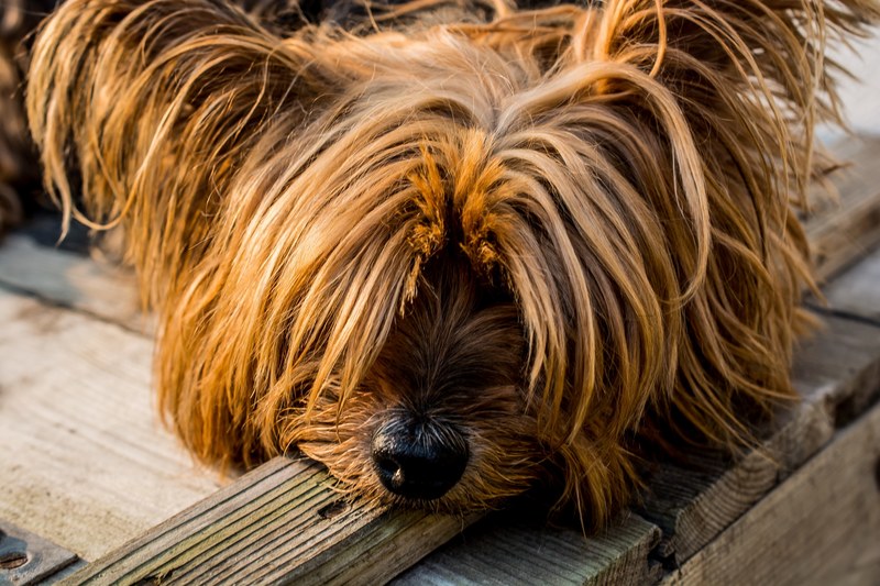yorkshire terrier dog small dog 4k