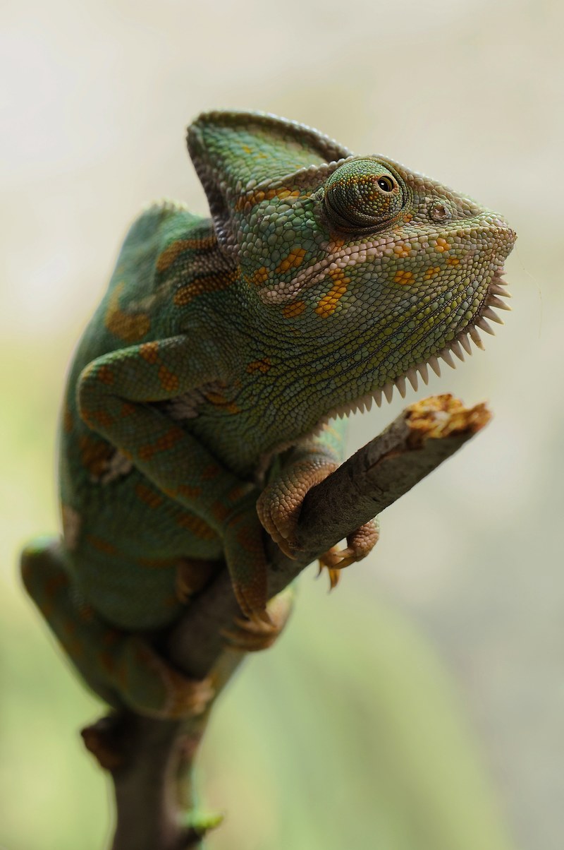 yemen chameleon chamaeleo calyptratus chameleon 4k