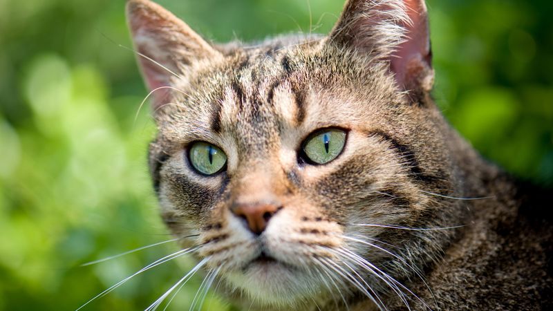 cat, green background, glare, 4k
