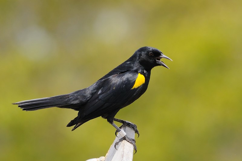 yellow shouldered blackbird bird blackbird perched 4k