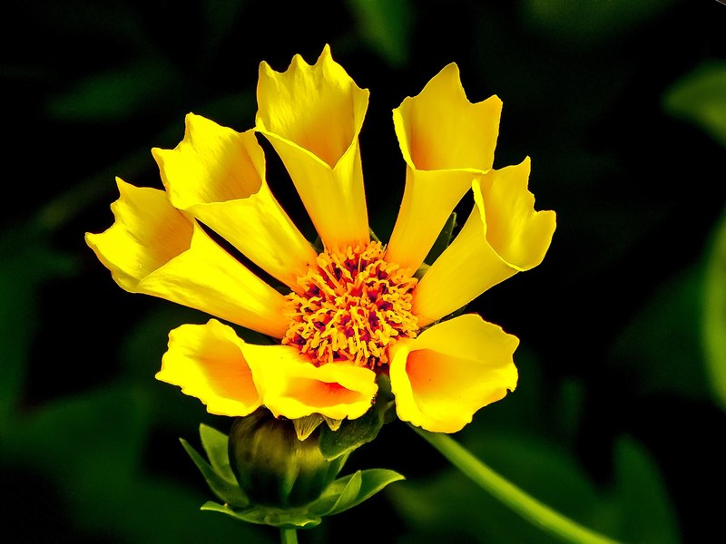 yellow flower yellow flower cone flower sunshine 4k