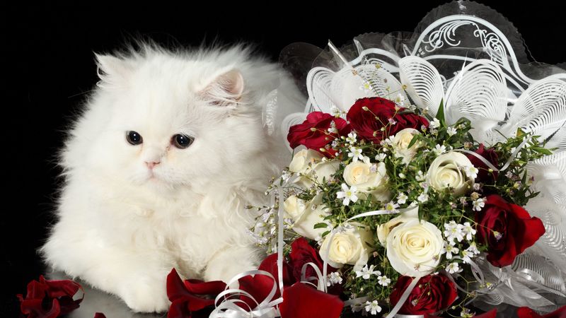 cat, flower, roses, black background, 4k