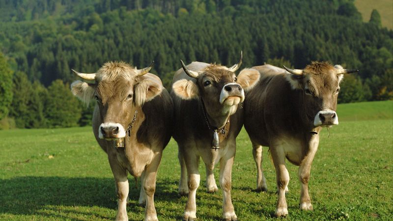 cows, three, bells, lawn, 4k