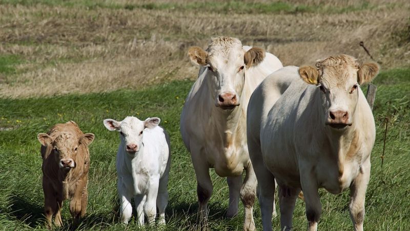 cows, calves, grass, walk, 4k